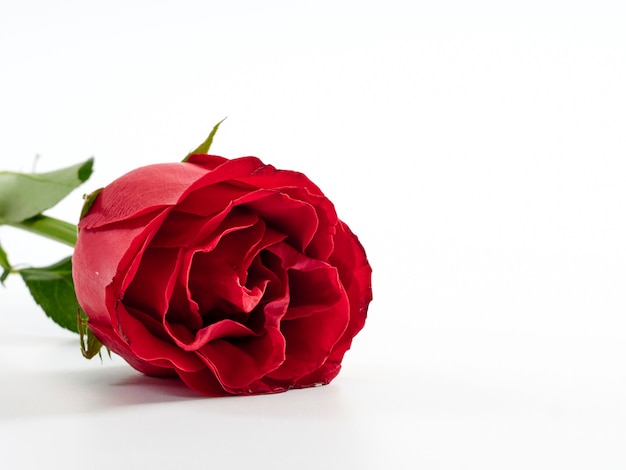 Single red rose on white background