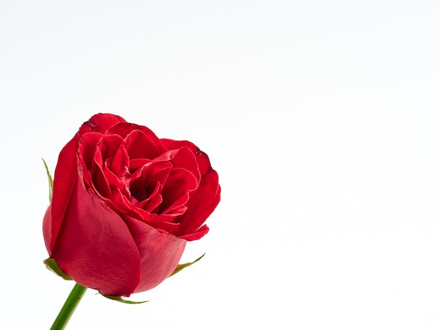 Single red rose on white background