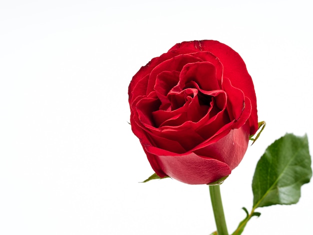 Photo single red rose on white background