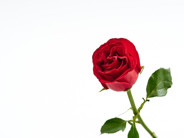 Single red rose on white background