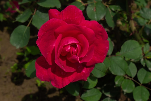 Single red rose with leaves on green background. Perfect flower. High quality photo