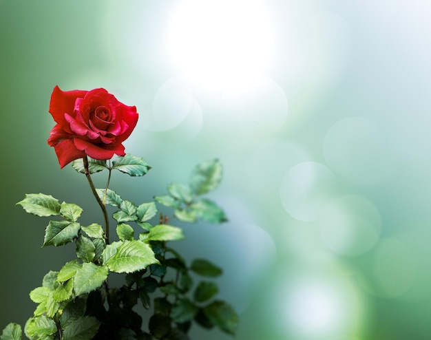 Single Red Rose