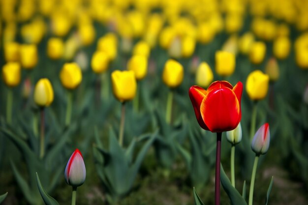 A single red tulip in a field with yellow tulips