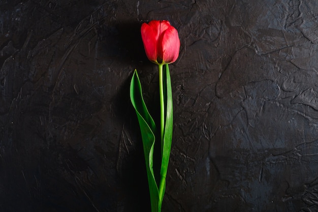 Одиночный красный цветок тюльпана на текстурированной черной предпосылке, космосе экземпляра взгляд сверху