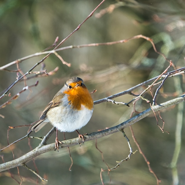 Foto single robin op een zonnige en koude winterdag op een boom