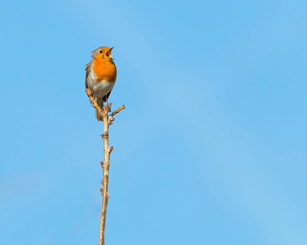 Single robin perched on a branch in a morning sunshine singing with his beak wide open and clear blue sky in the background