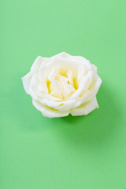 Single rose on color paper background