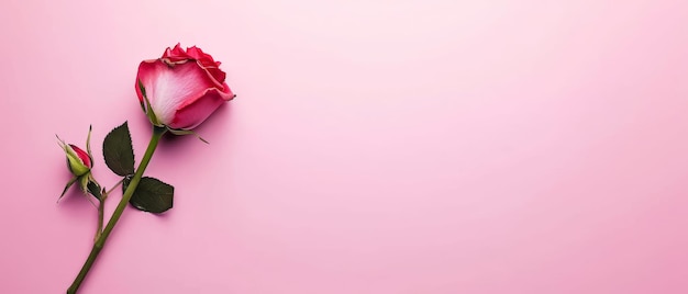 Single Rose op roze achtergrond