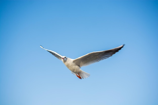 Одинокая чайка, летящая в небе на фоне неба