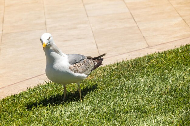 Photo single seagull as a wild sea bird in the view