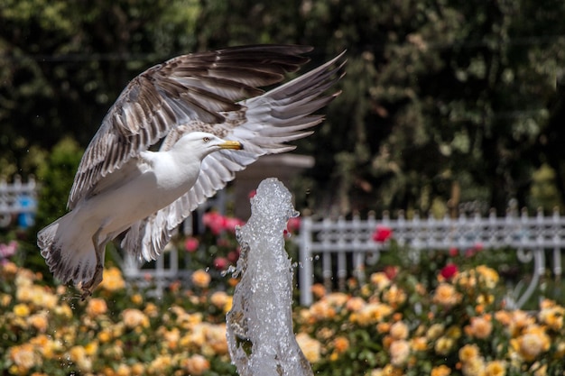 Single seagull by the side of a fountain