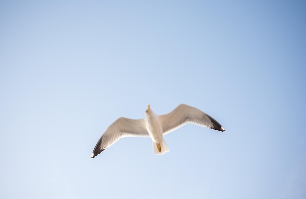 Single seagull flying in a blue sky as a background