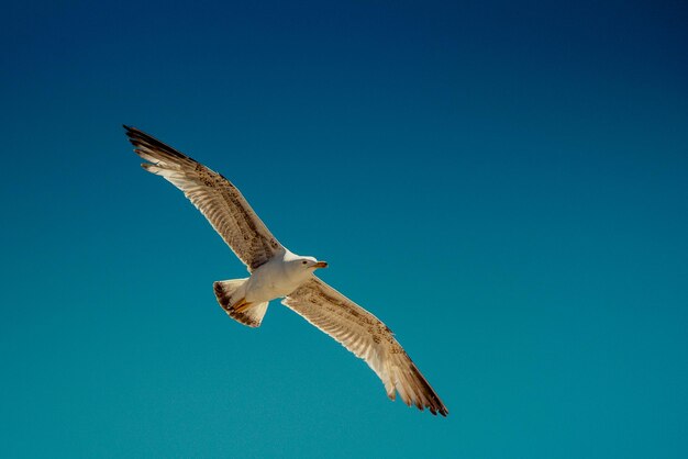 Photo single seagull flying in a blue sky as a background