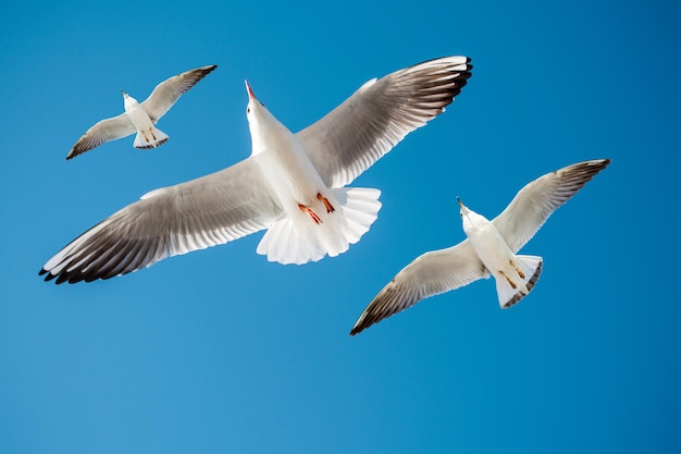 Single seagull flying in a blue sky background