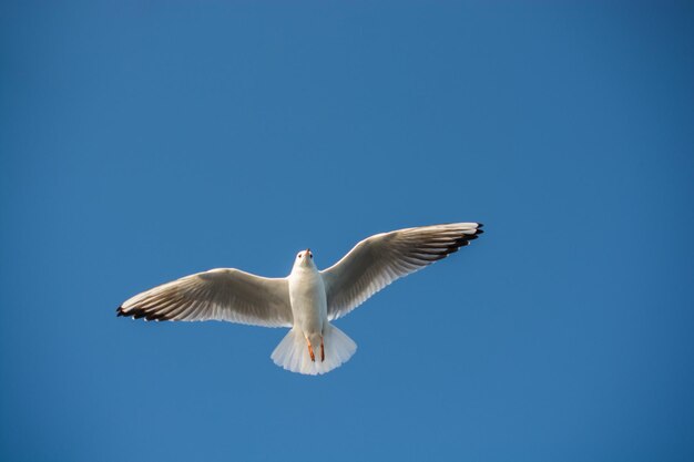 Single seagull flying in a blue sky background