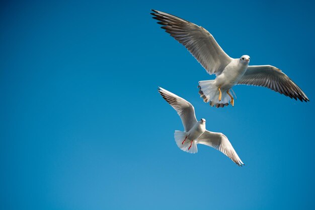 Single seagull flying in a blue sky background