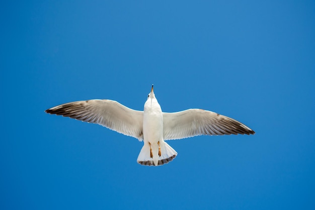 Photo single seagull flying in blue a sky