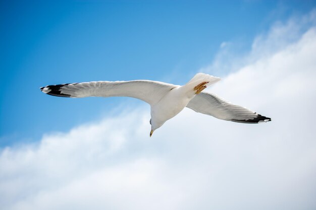 Single seagull flying in blue a sky