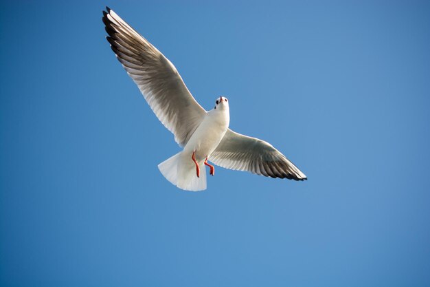 Single seagull flying in blue a sky