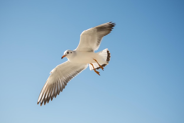 Single seagull flying in blue a sky