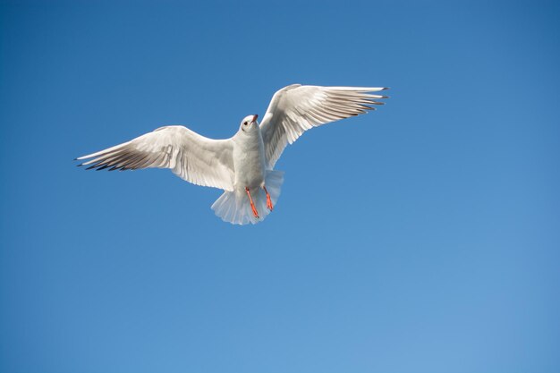 Single seagull flying in blue a sky