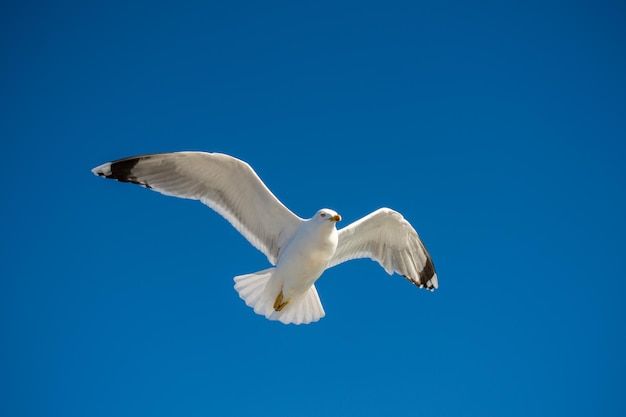 Single seagull flying in blue a sky