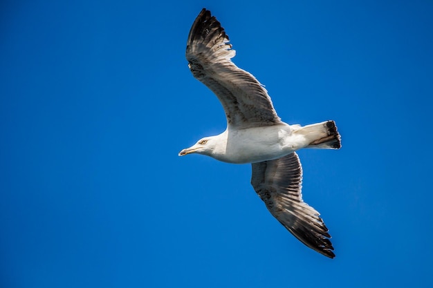 Single seagull flying in blue a sky