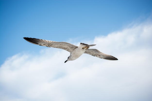 Single seagull flying in blue a sky