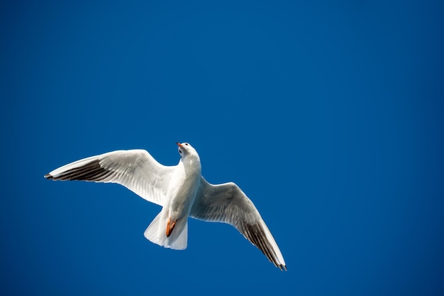 Foto singolo gabbiano che vola in blu un cielo