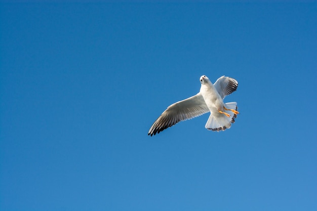 Одинокая чайка летит в голубом небе