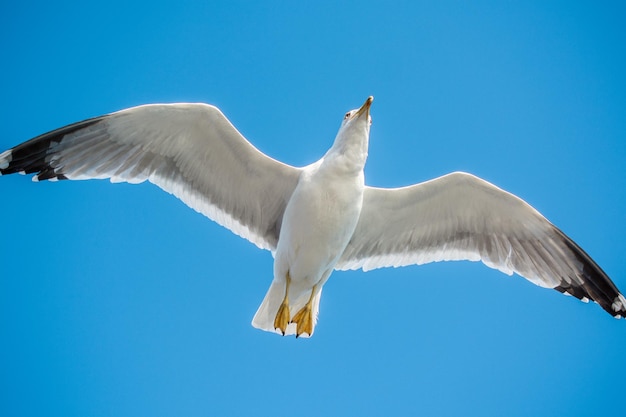 Single seagull flying in blue a sky