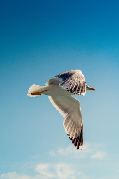 Photo single seagull flying in a cloudy blue sky as a background