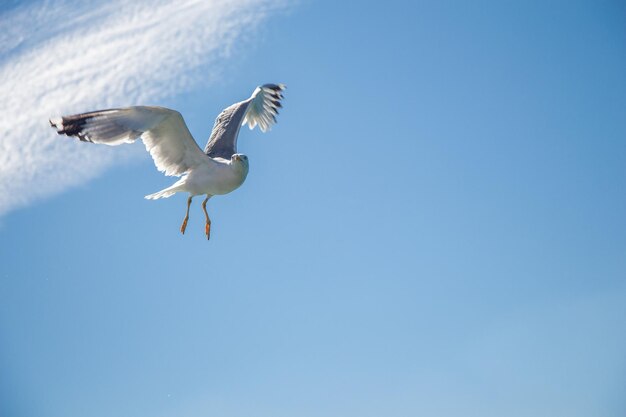 Photo single seagull flying in cloudy blue a sky