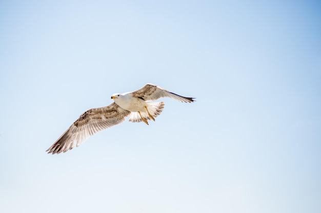 Single seagull flying in a cloudy sky