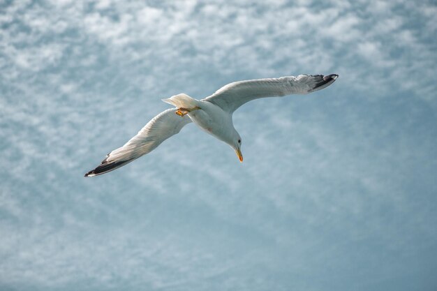 Single seagull flying in a cloudy sky