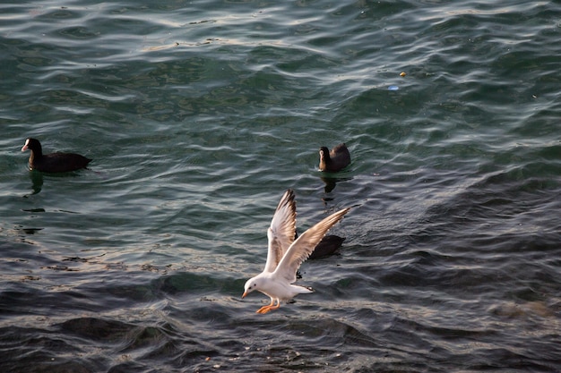 海水の上を飛ぶ単一のカモメ