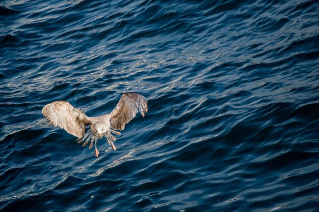 Single seagull flying over sea