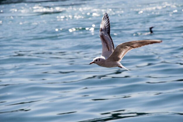 Single seagull flying over sea