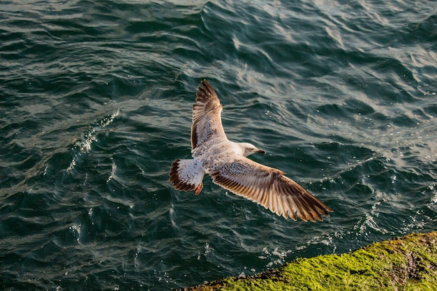 海の上を飛んでいる単一のカモメ