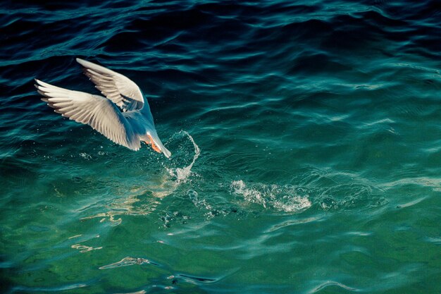 Single seagull flying in sky in view