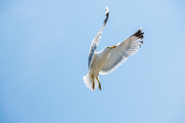 Singolo gabbiano che vola in un cielo