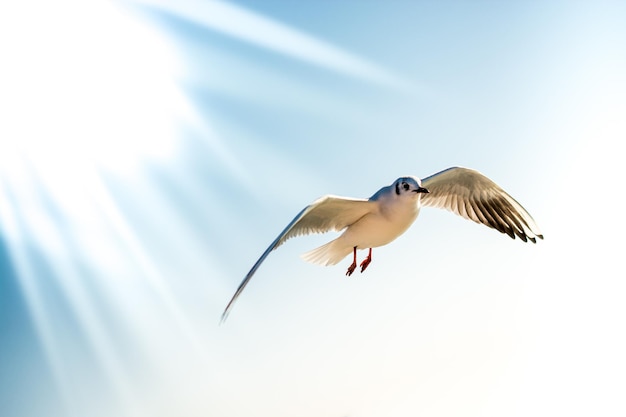 空を飛んでいる単一のカモメ