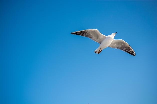 Single seagull flying in a sky