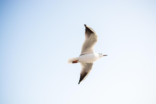 Одинокая чайка, летящая в небе.