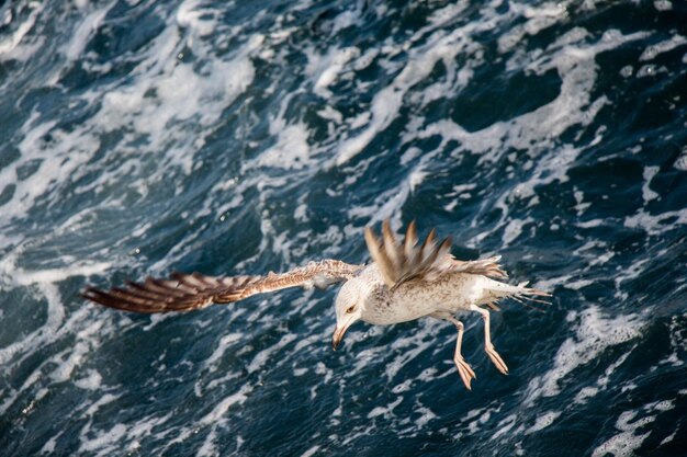 Single seagull flying with with sea as a background