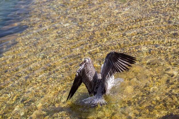 Single seagull in having a bath in the pond