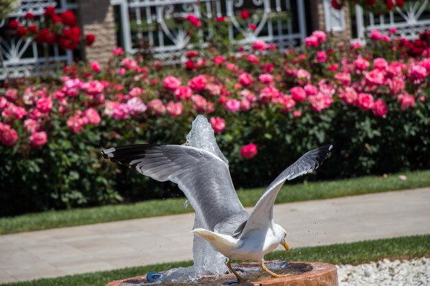 Single seagull in the park with roses