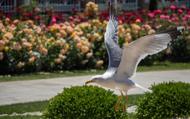 Single seagull in the rose garden