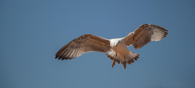 Single seagull sitting on the roof