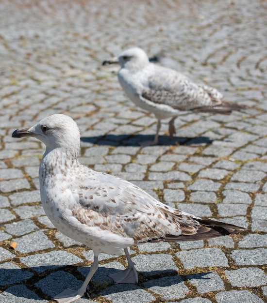 Single seagull in the street